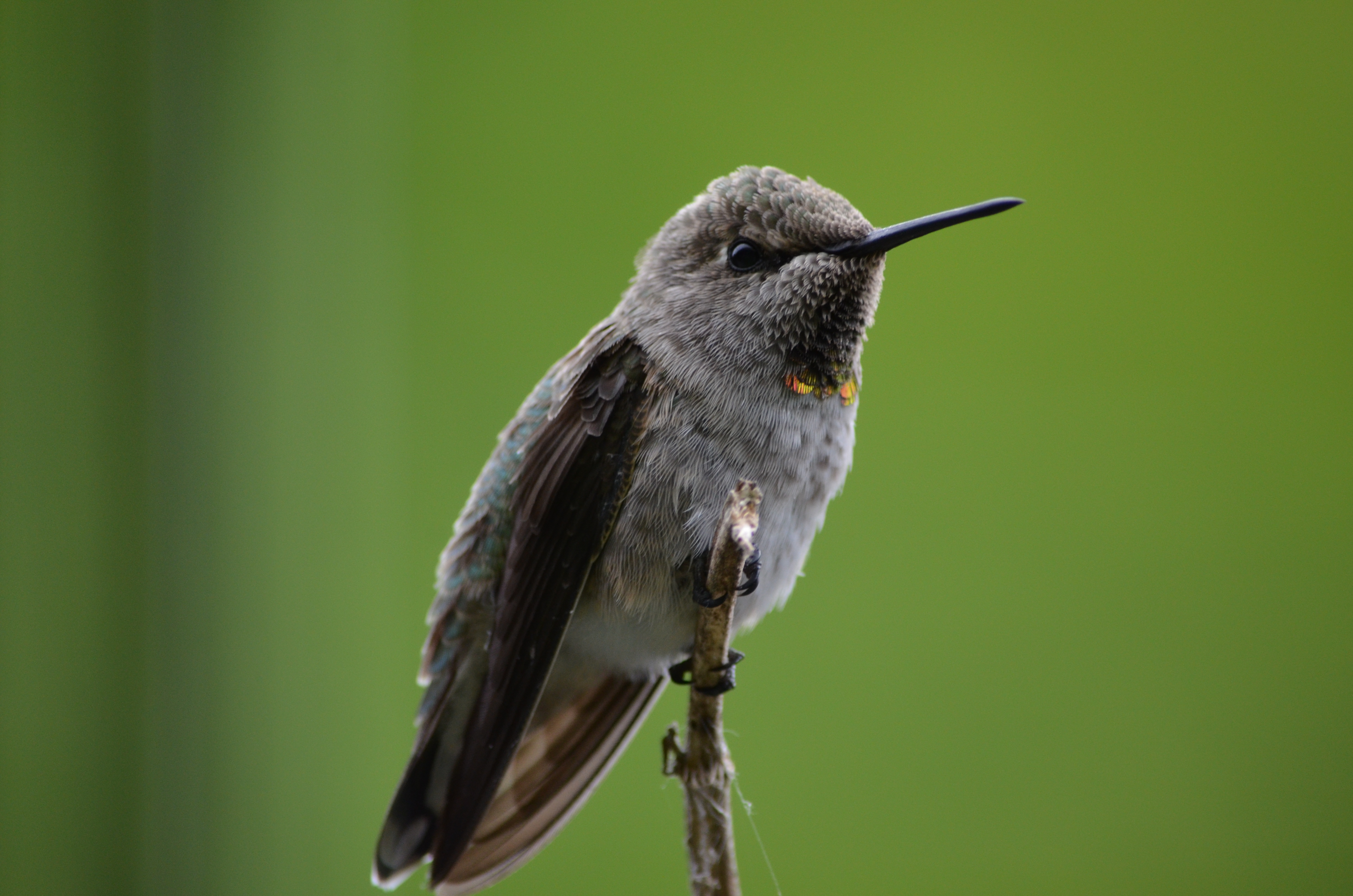 Description of bird