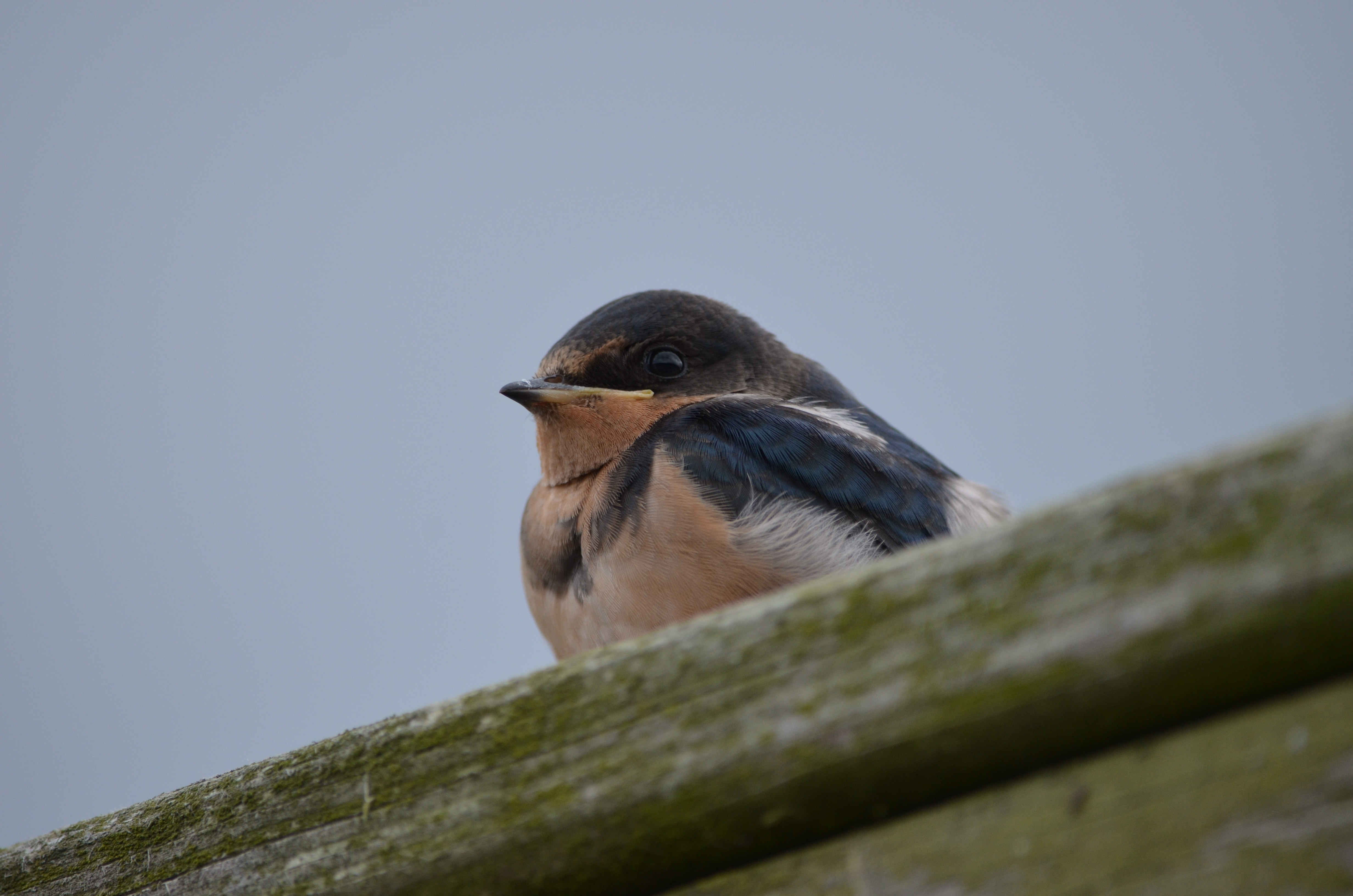 Description of bird
