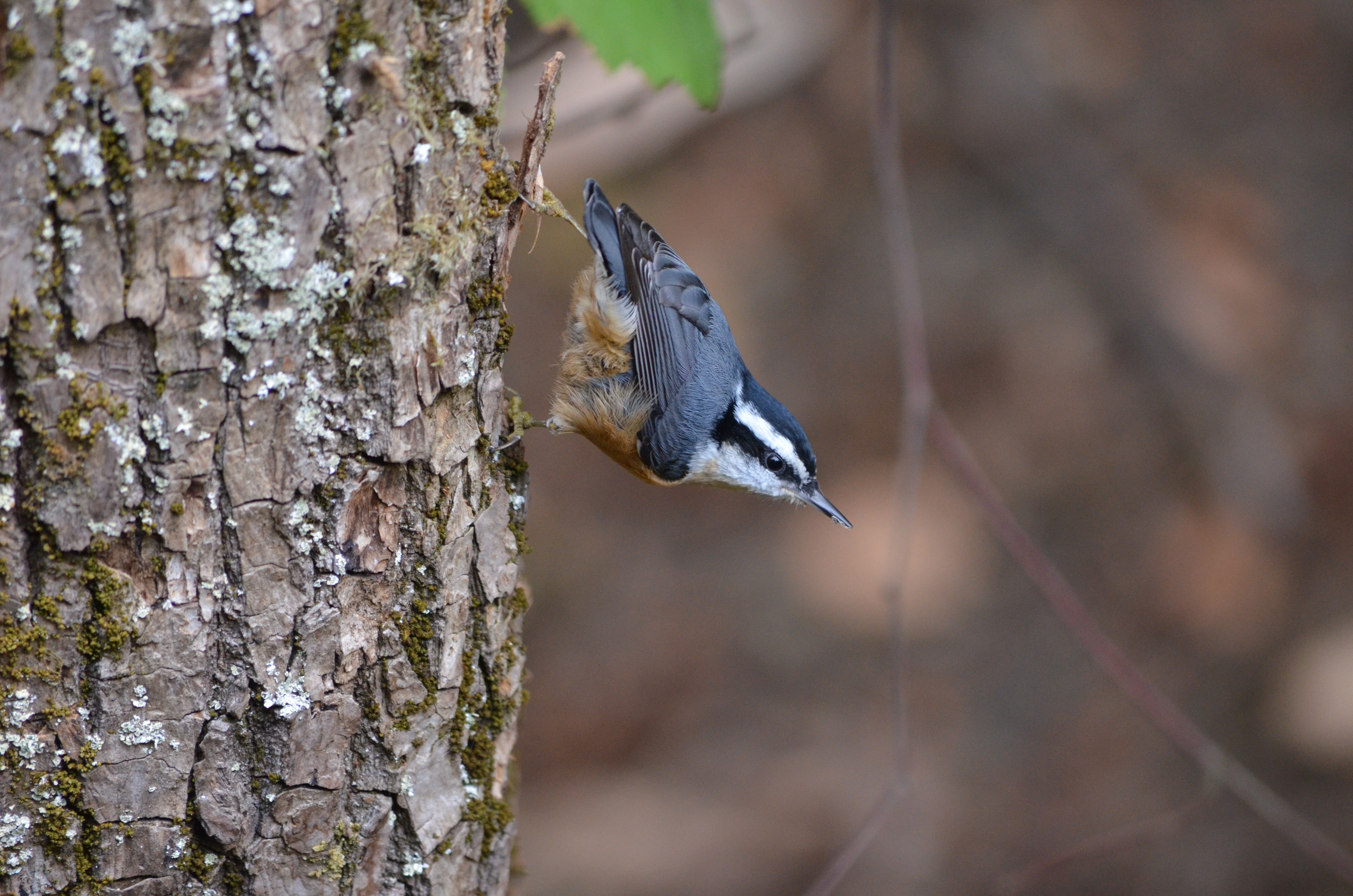 Description of bird