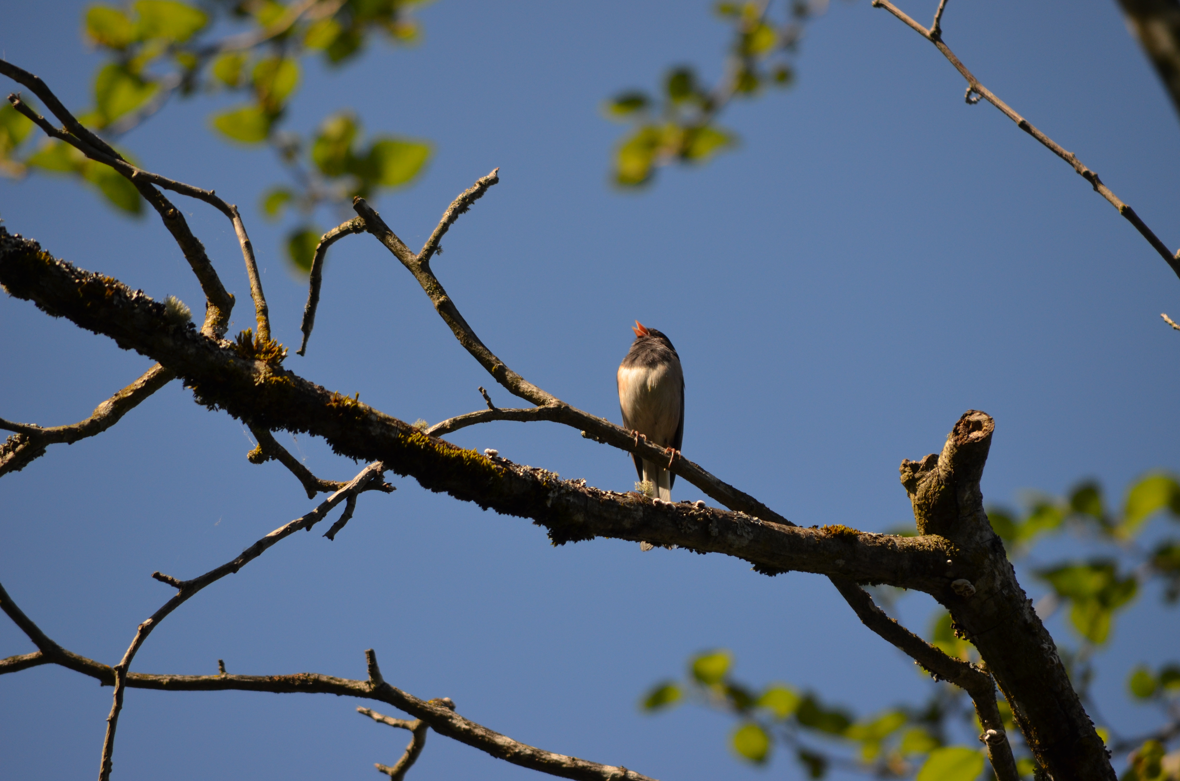 Description of bird