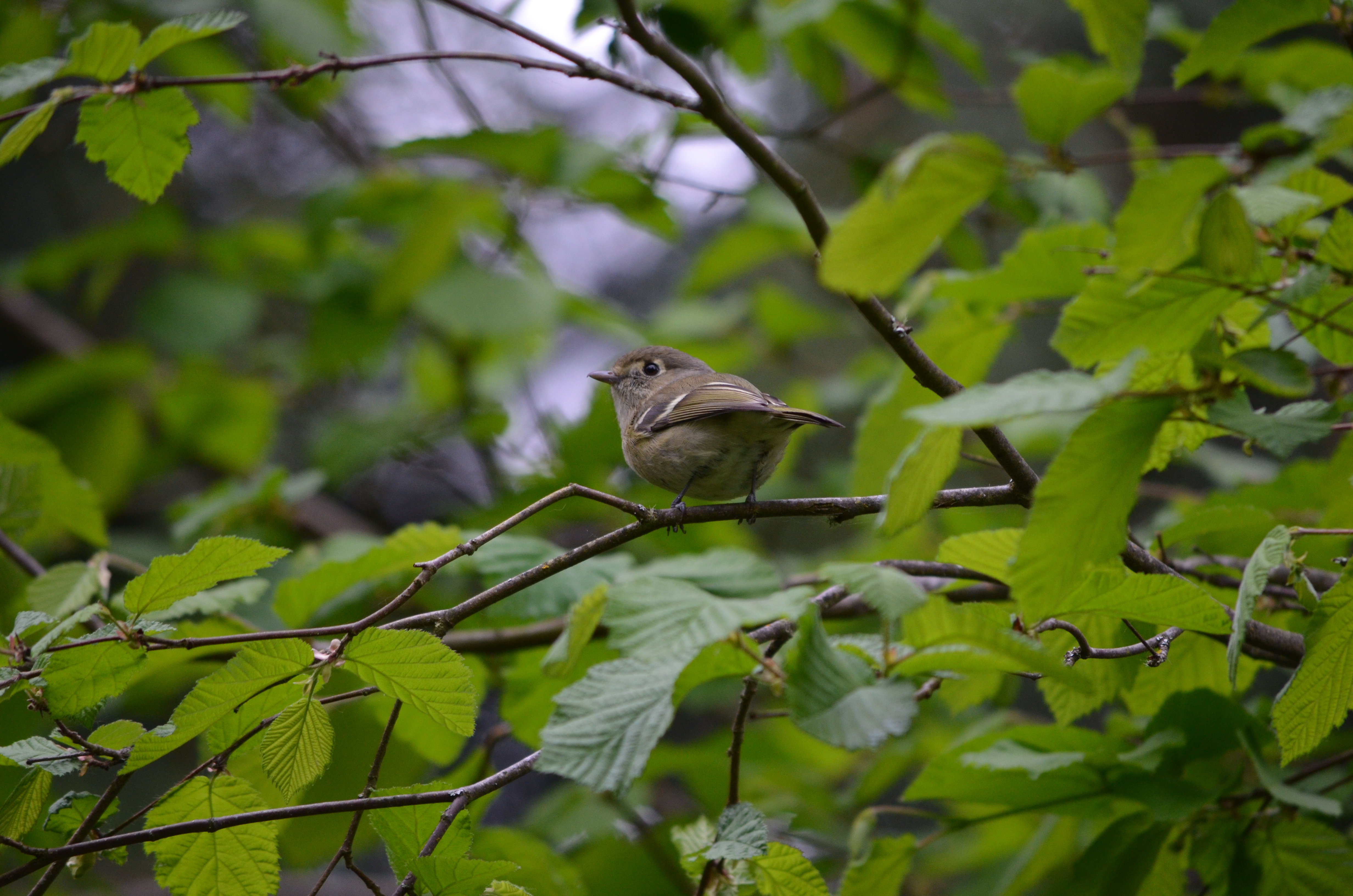 Description of bird